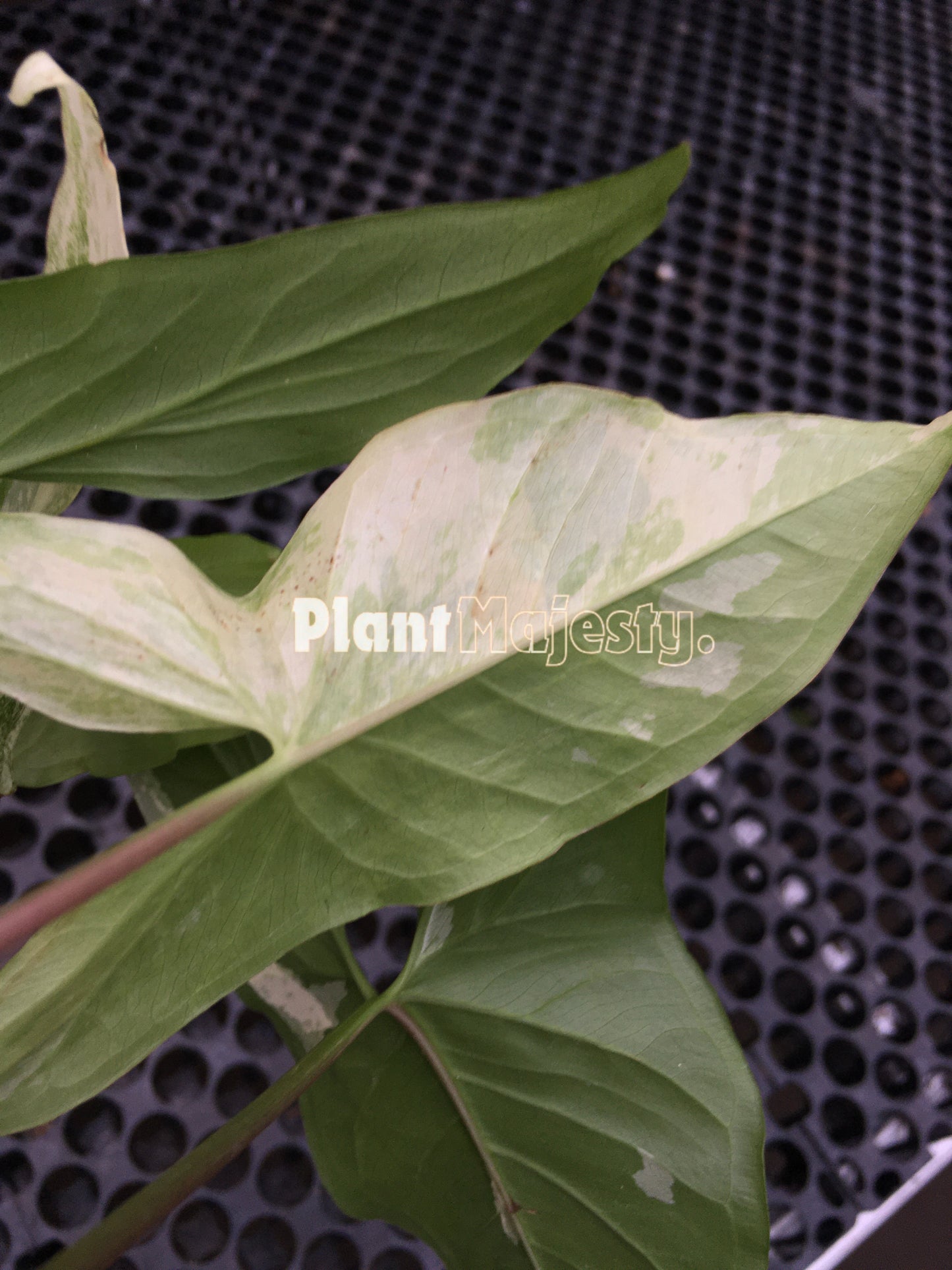 Syngonium Mint Of Sumatra