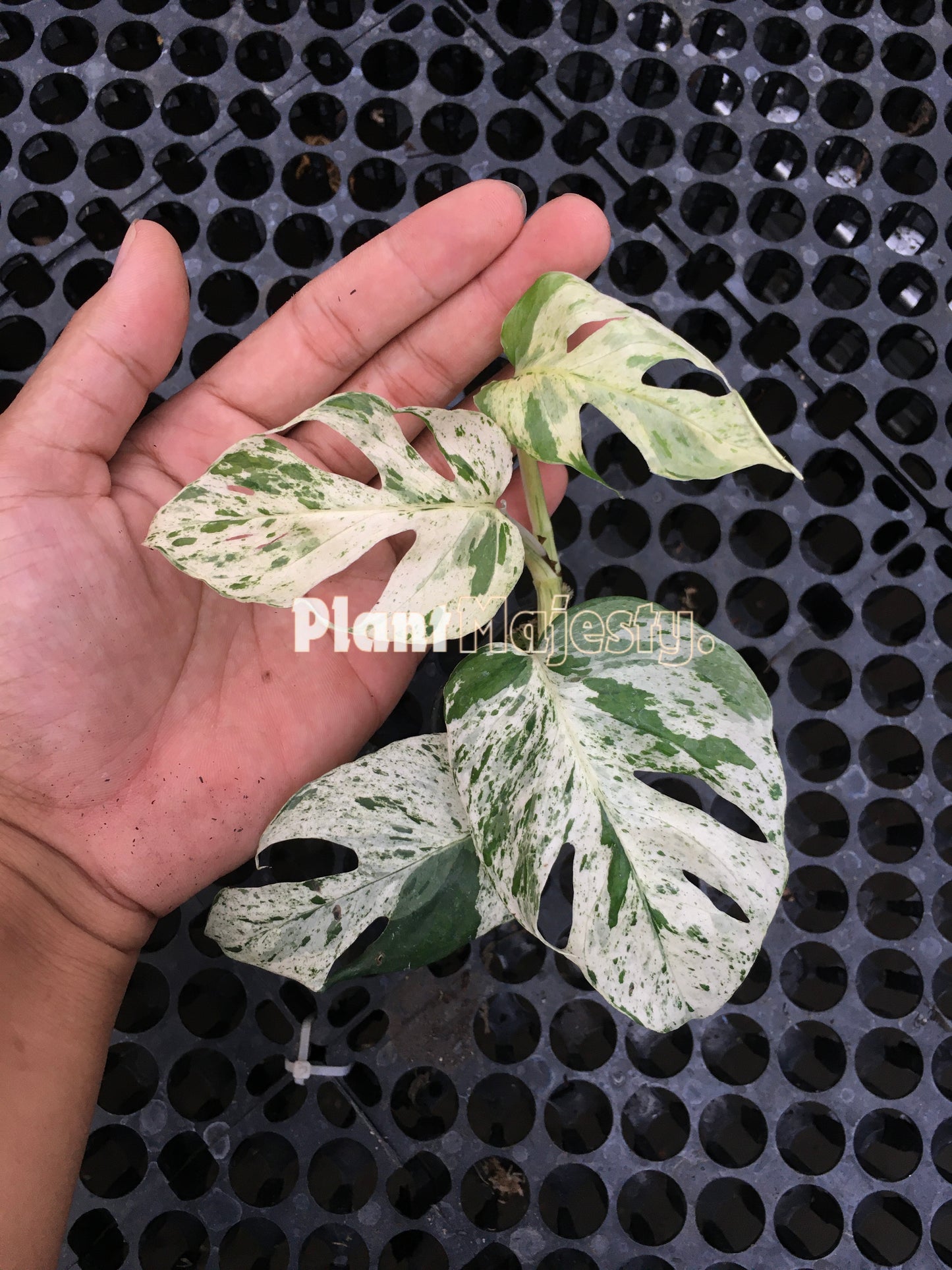 Epipremnum Marble Variegated