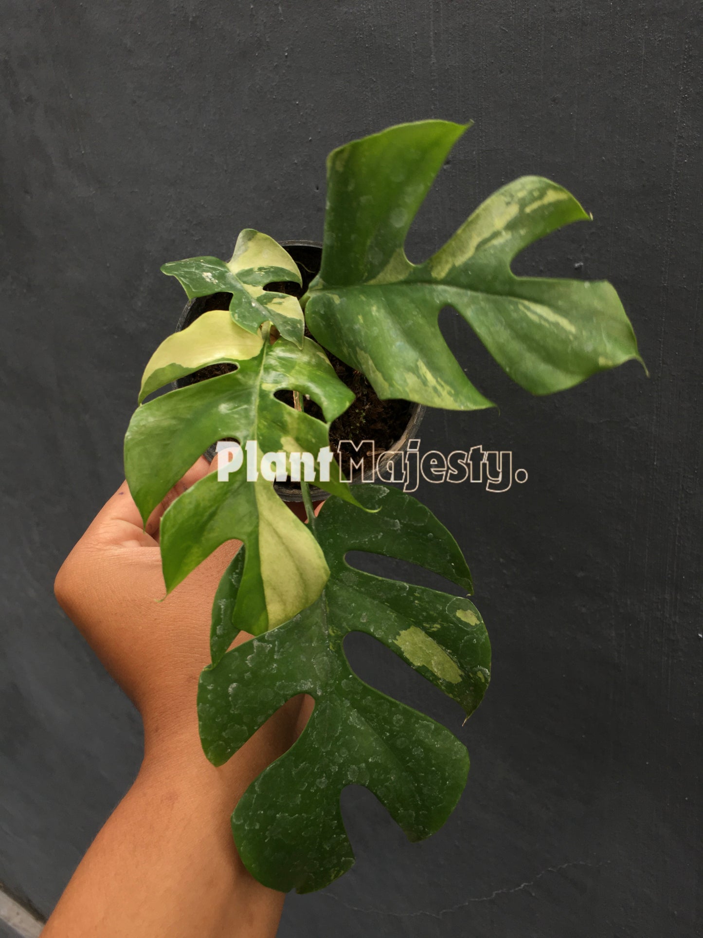 Rhaphidophora Tetrasperma Variegated
