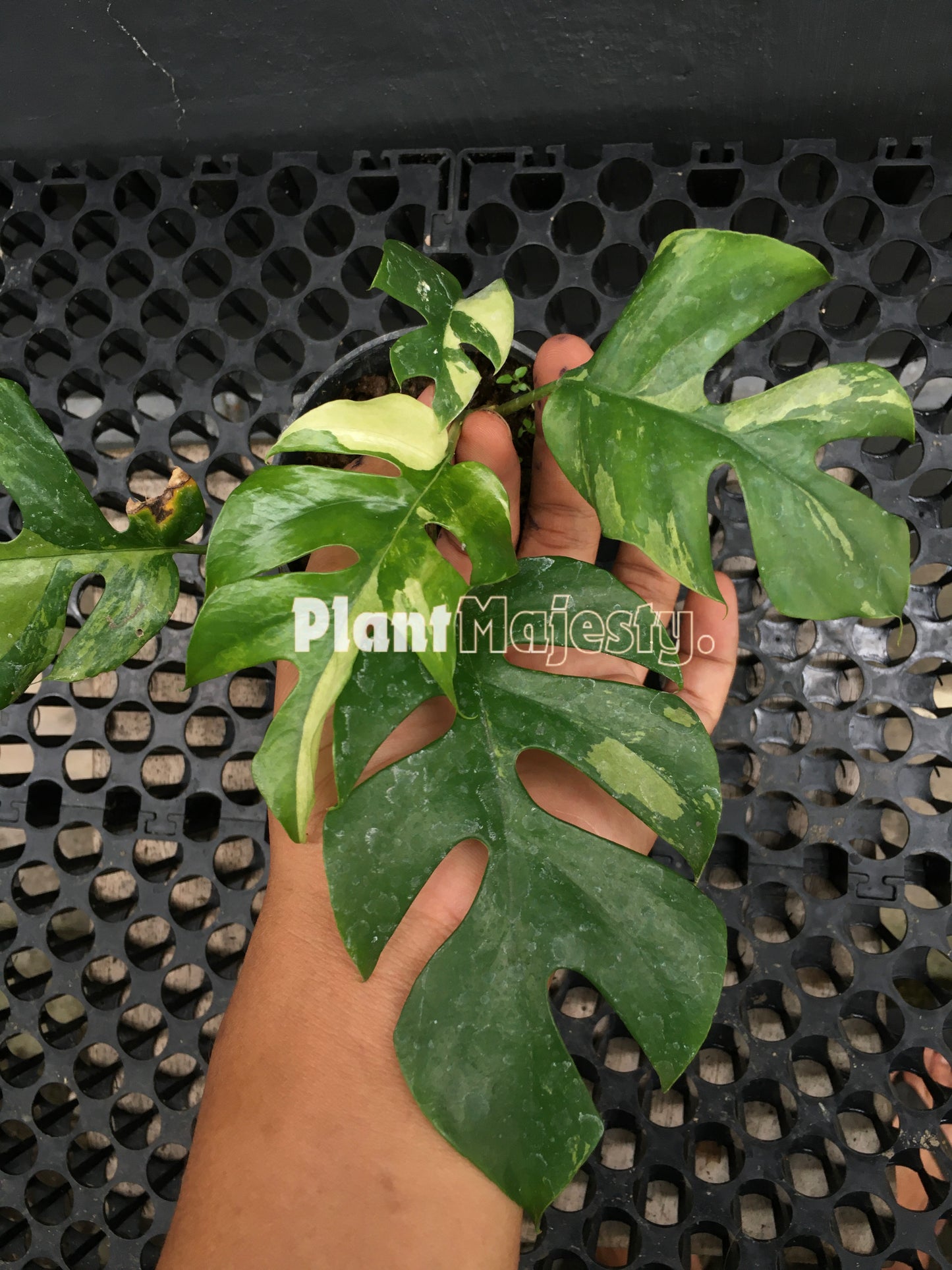 Rhaphidophora Tetrasperma Variegated