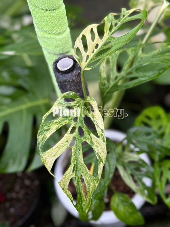 Monstera Blanchetii Variegated, live Monstera Blanchetii Variegated, live Monstera Blanchetii Variegated plants, rare Monstera Blanchetii Variegated, rare Monstera Blanchetii Variegated live plants, tropical Monstera Blanchetii Variegated live plants, wholesale Monstera Blanchetii Variegated, outdoor plant, indoor plants, winter plants, summer plants, spring plants, houseplants, rare Monstera Blanchetii Variegated live plants, live Monstera Blanchetii Variegated rare plants