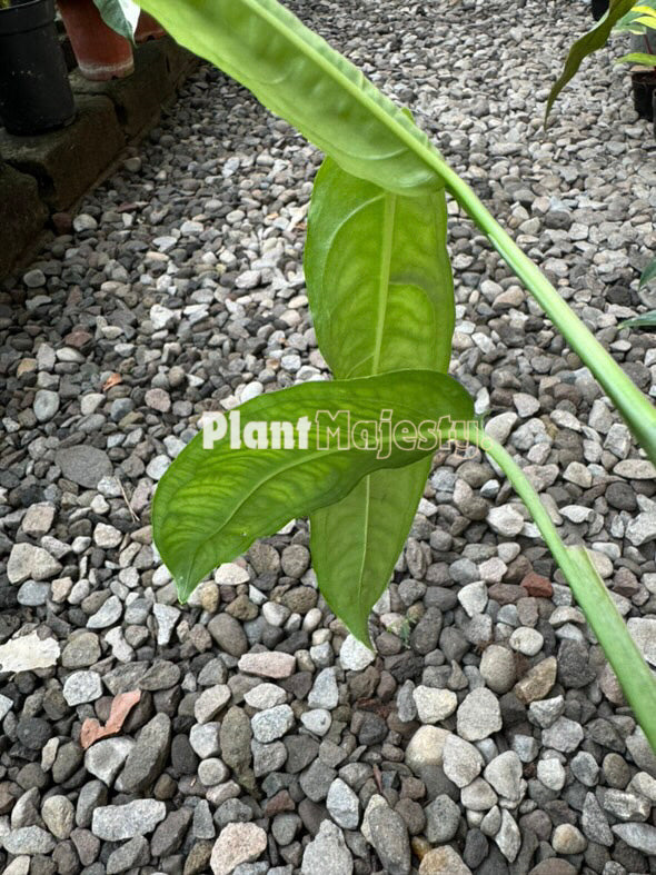 Monstera Obliqua Amazonas , live Monstera Obliqua Amazonas , live Monstera Obliqua Amazonas plants, rare Monstera Obliqua Amazonas , rareMonstera Obliqua Amazonas live plants, tropical Monstera Obliqua Amazonas live plants, wholesale Monstera Obliqua Amazonas , outdoor plant, indoor plants, winter plants, summer plants, spring plants, houseplants, rare Monstera Obliqua Amazonas live plants, live Monstera Obliqua Amazonas rare plants