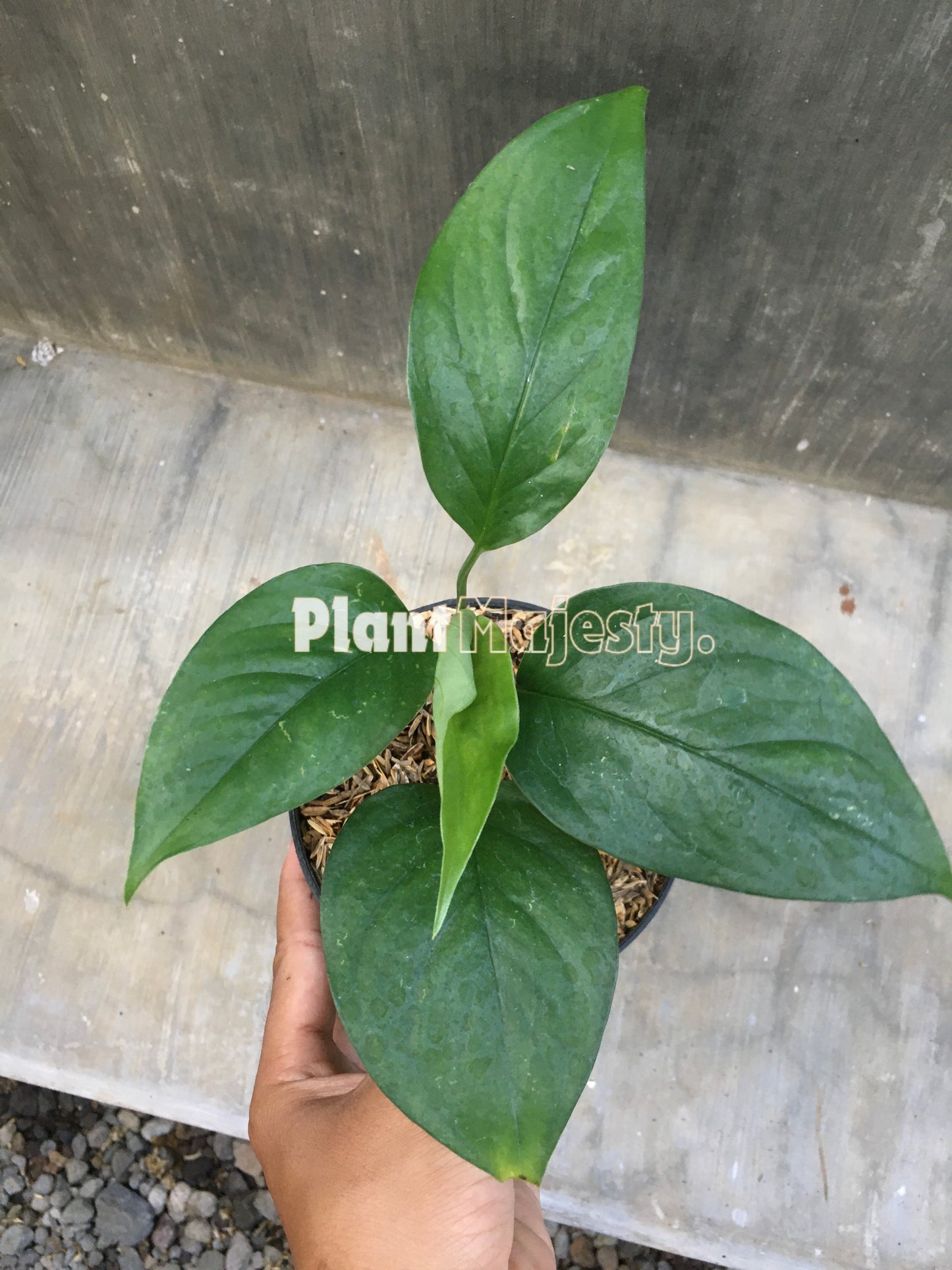 Monstera Acacoyaguensis