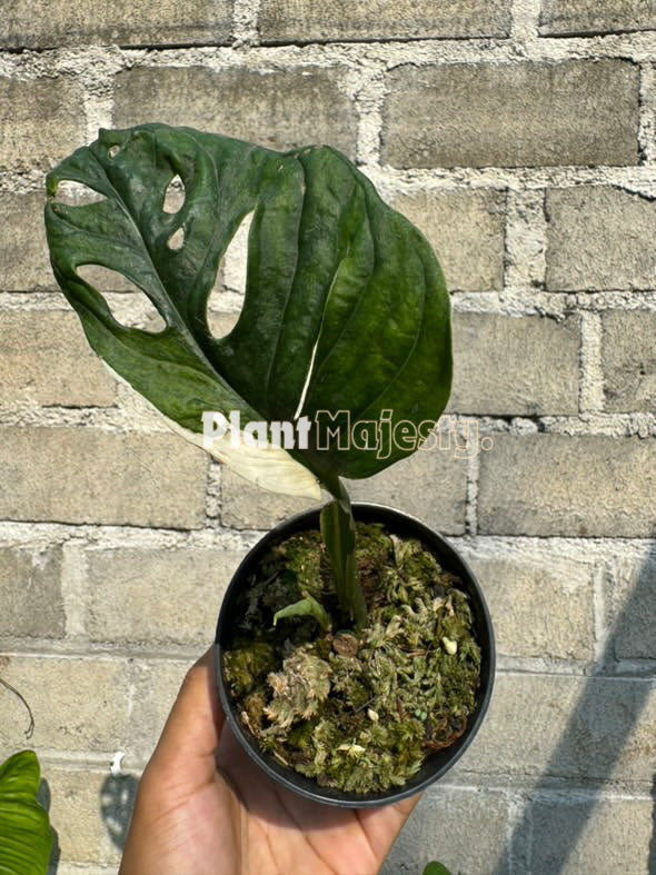 Monstera Acuminata Variegated