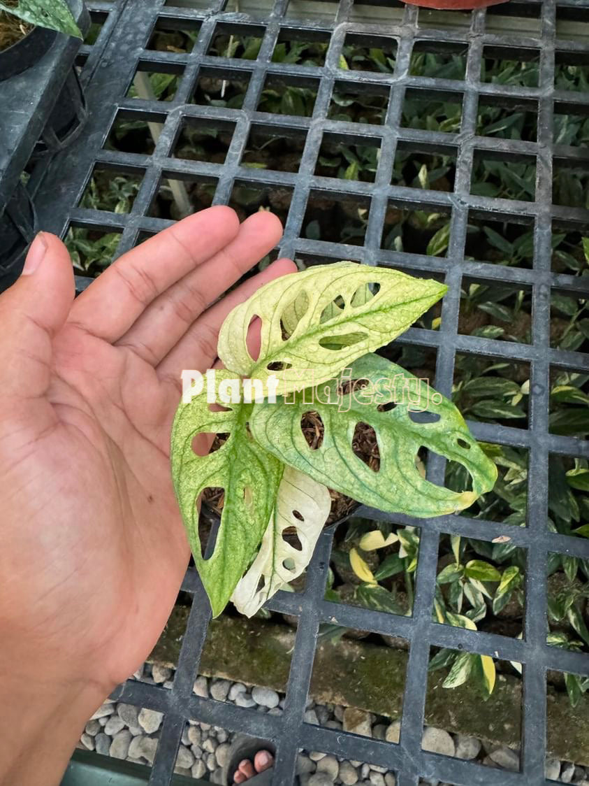 Monstera Adansoni Japan Mint Variegated