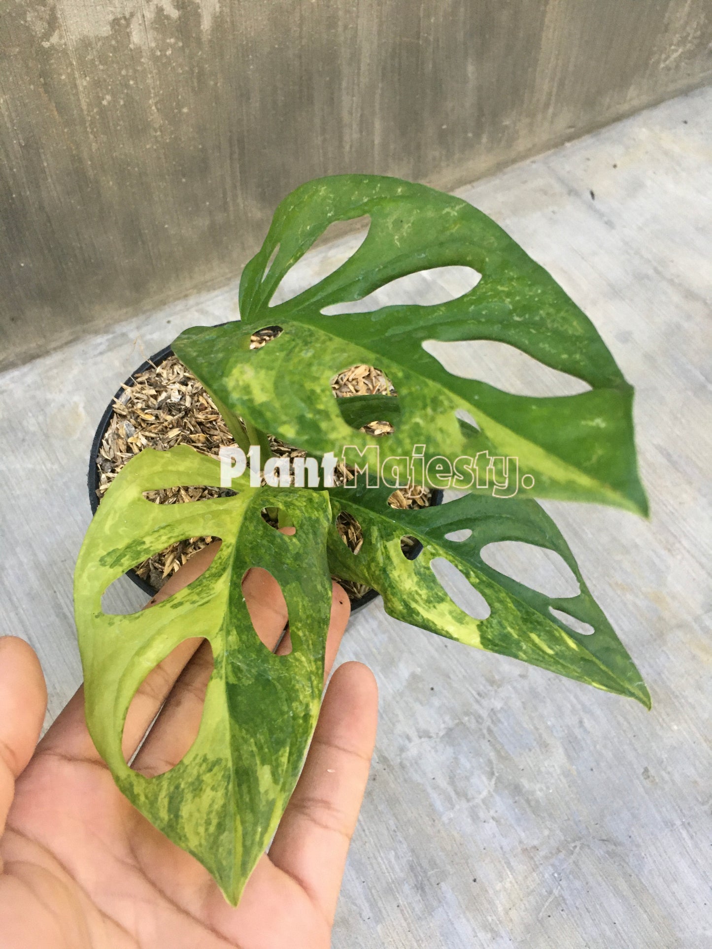Monstera Adansonii Yellow Japan Variegated