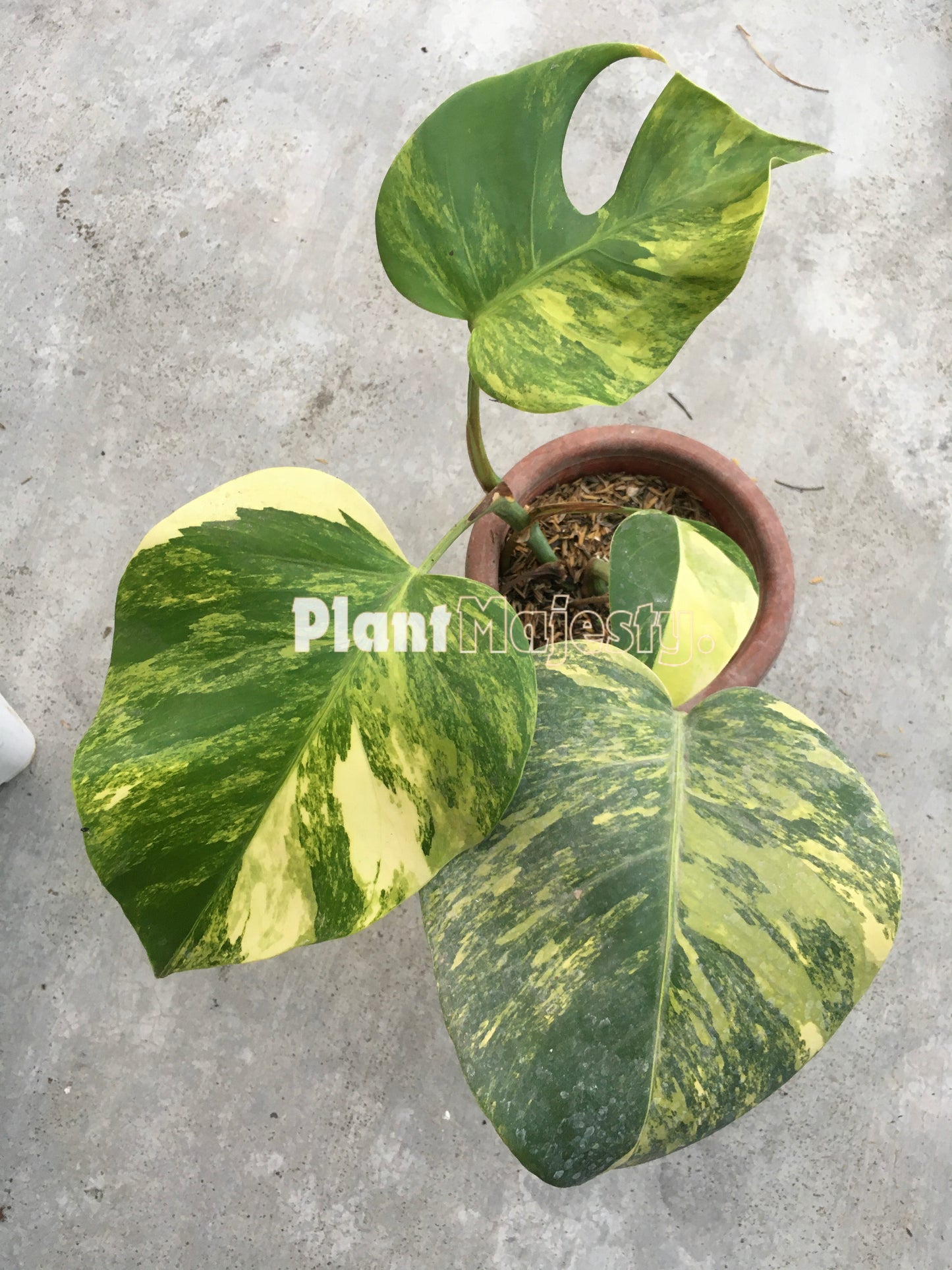 Monstera Deliciosa Aurea Variegated