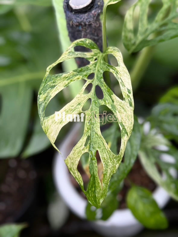Monstera Blanchetii Variegated, live Monstera Blanchetii Variegated, live Monstera Blanchetii Variegated plants, rare Monstera Blanchetii Variegated, rare Monstera Blanchetii Variegated live plants, tropical Monstera Blanchetii Variegated live plants, wholesale Monstera Blanchetii Variegated, outdoor plant, indoor plants, winter plants, summer plants, spring plants, houseplants, rare Monstera Blanchetii Variegated live plants, live Monstera Blanchetii Variegated rare plants