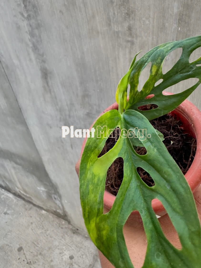 Monstera Blanchetii aurea Variegated