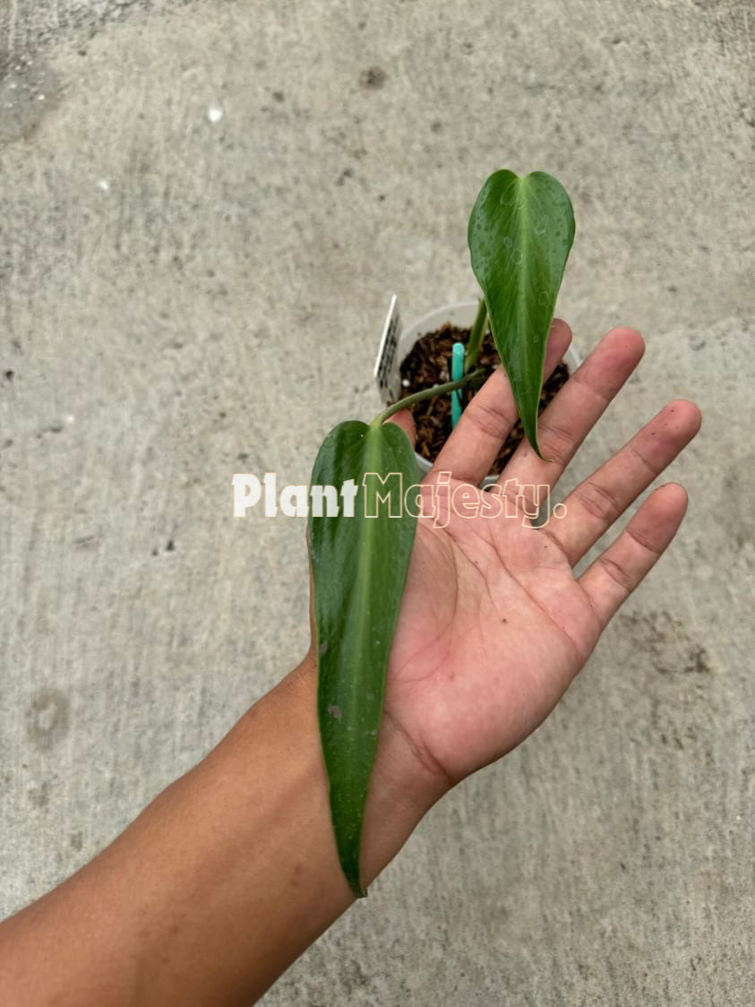 Monstera Burle Marx Flame