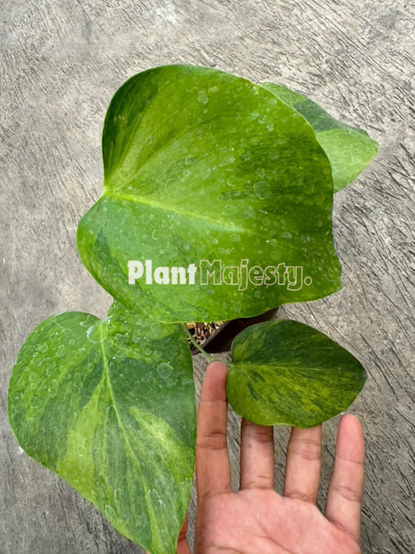Monstera Green On Green Variegated