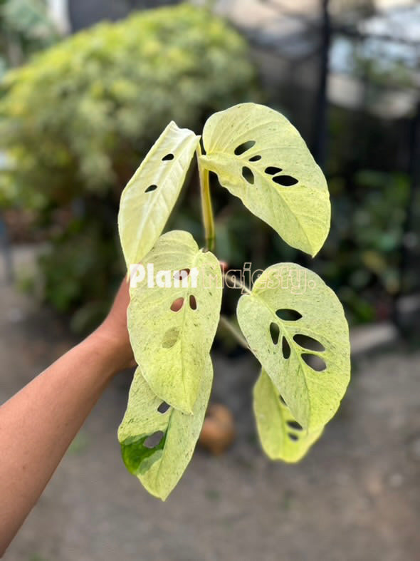 Monstera Laniata Variegated
