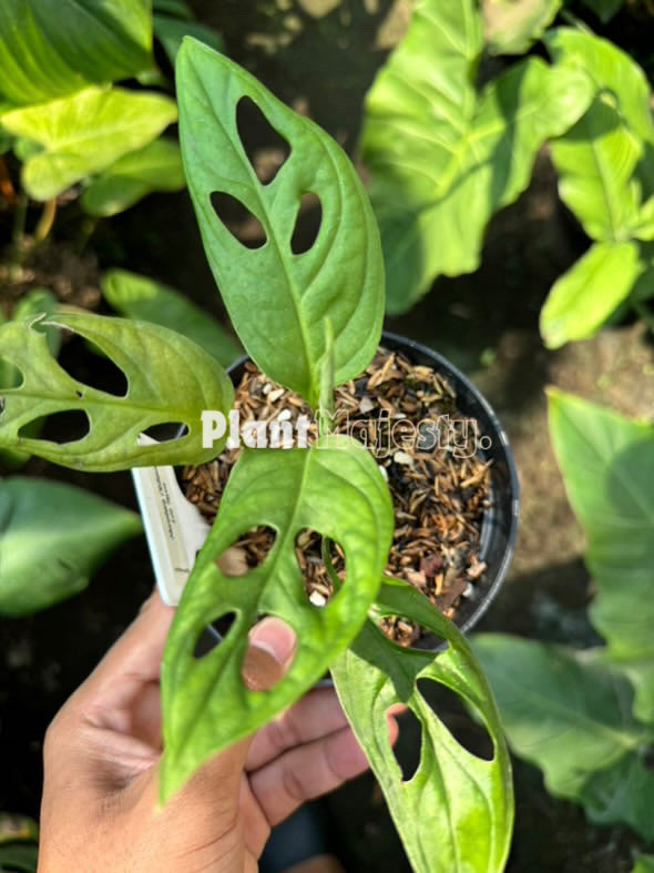 Monstera Obliqua Los Tayos