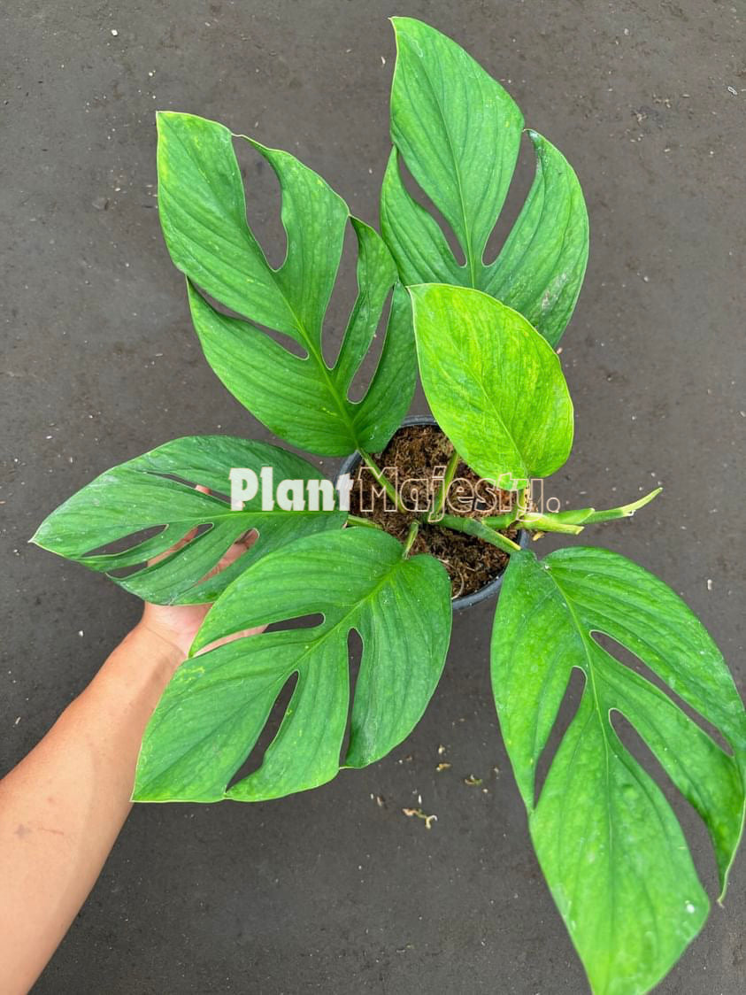 Monstera Pinnatipartita Large