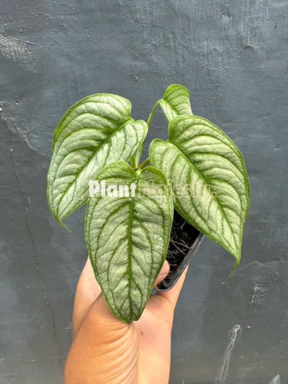 Monstera Siltepecana Elsavador