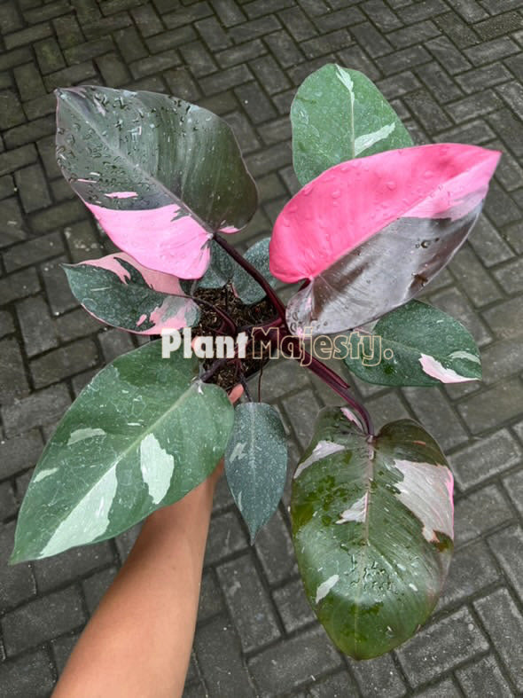 Philodendron Pink Princes Large, live Philodendron Pink Princes Large , live Philodendron Pink Princes Large plants, rare Philodendron Pink Princes Large , rare Philodendron Pink Princes Large live plants, tropical Philodendron Pink Princes Large live plants, wholesale Philodendron Pink Princes Large , outdoor plant, indoor plants, winter plants, summer plants, spring plants, houseplants, rare Philodendron Pink Princes Large live plants, live Philodendron Pink Princes Large rare plants