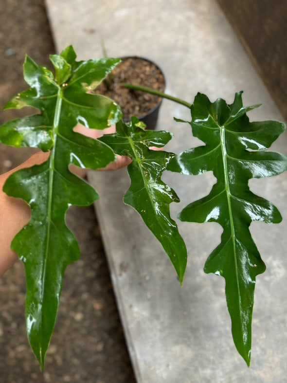 Philodendron Bob Cee