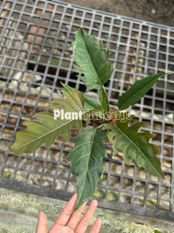 Philodendron Caramel , live Philodendron Caramel , live Philodendron Caramel plants, rare Philodendron Caramel , rare Philodendron Caramel live plants, tropical Philodendron Caramel live plants, wholesale Philodendron Caramel , outdoor plant, indoor plants, winter plants, summer plants, spring plants, houseplants, rare Philodendron Caramel live plants, live Philodendron Caramel rare plants