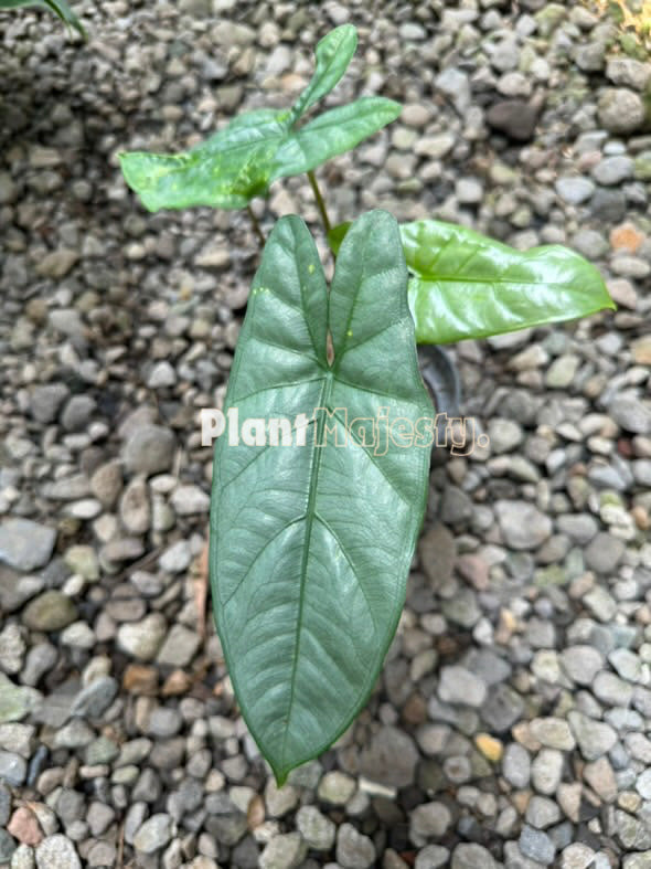 Alocasia Corazon , live Alocasia Corazon , live Alocasia Corazon plants, rare Alocasia Corazon , rare Alocasia Corazon live plants, tropical Alocasia Corazon live plants, wholesale Alocasia Corazon , outdoor plant, indoor plants, winter plants, summer plants, spring plants, houseplants, rare Alocasia Corazon live plants, live Alocasia Corazon rare plants