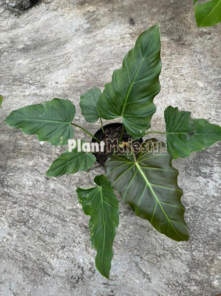 Philodendron Corsinianum , live Philodendron Corsinianum, live Philodendron Corsinianum plants, rare Philodendron Corsinianum, rare Philodendron Corsinianum live plants, tropical Philodendron Corsinianum live plants, wholesale Philodendron Corsinianum, outdoor plant, indoor plants, winter plants, summer plants, spring plants, houseplants, rare Philodendron Corsinianum live plants, live Philodendron Corsinianum rare plants