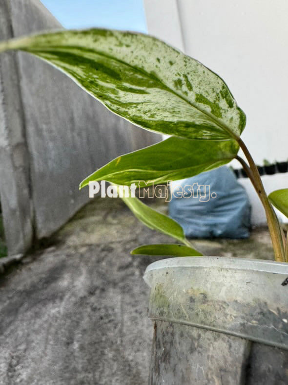 Philodendron Emerald Queen Variegated , livePhilodendron Emerald Queen Variegated, live Philodendron Emerald Queen Variegated plants, rare Philodendron Emerald Queen Variegated, rare Philodendron Emerald Queen Variegated live plants, tropical Philodendron Emerald Queen Variegated live plants, wholesale Philodendron Emerald Queen Variegated, outdoor plant, indoor plants, winter plants, summer plants, spring plants, houseplants, rare Philodendron Emerald Queen Variegated live plants, live Philodendron Emerald