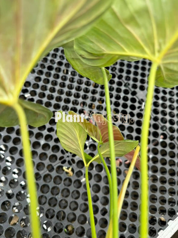 Philodendron Lupinum Large , livePhilodendron Lupinum Large , live Philodendron Lupinum Large plants, rare Philodendron Lupinum Large , rare Philodendron Lupinum Large live plants, tropical Philodendron Lupinum Large live plants, wholesale Philodendron Lupinum Large , outdoor plant, indoor plants, winter plants, summer plants, spring plants, houseplants, rare Philodendron Lupinum Large live plants, live Philodendron Lupinum Large rare plants