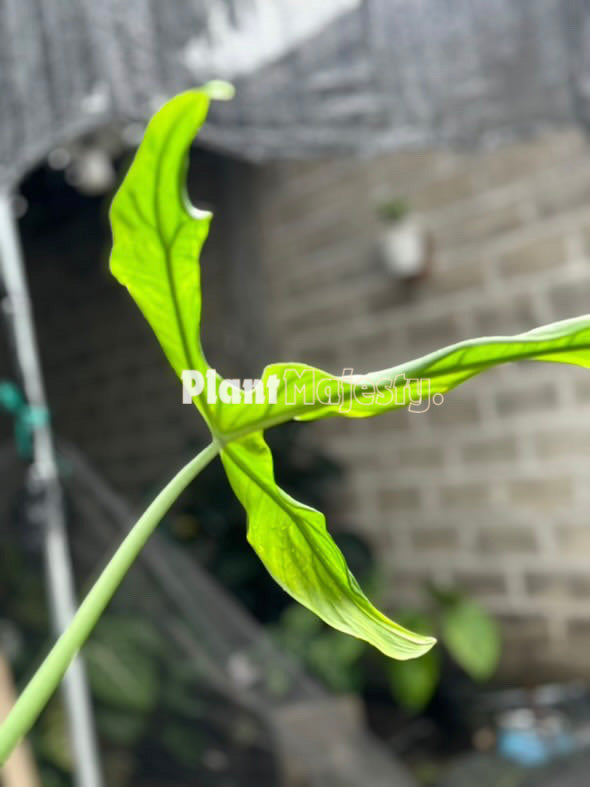 Philodendron Paloraense , live Philodendron Paloraense , live Philodendron Paloraense plants, rare Philodendron Paloraense , rare Philodendron Paloraense live plants, tropical Philodendron Paloraense live plants, wholesale Philodendron Paloraense, outdoor plant, indoor plants, winter plants, summer plants, spring plants, houseplants, rare Philodendron Paloraense live plants, live Philodendron Paloraense rare plants