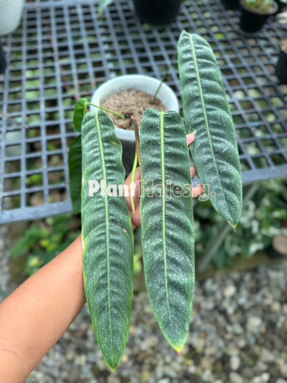 Philodendron Patriciae , live Philodendron Patriciae, live Philodendron Patriciae plants, rare Philodendron Patriciae, rare Philodendron Patriciae live plants, tropical Philodendron Patriciae live plants, wholesale Philodendron Patriciae, outdoor plant, indoor plants, winter plants, summer plants, spring plants, houseplants, rare Philodendron Patriciae live plants, live Philodendron Patriciae rare plants