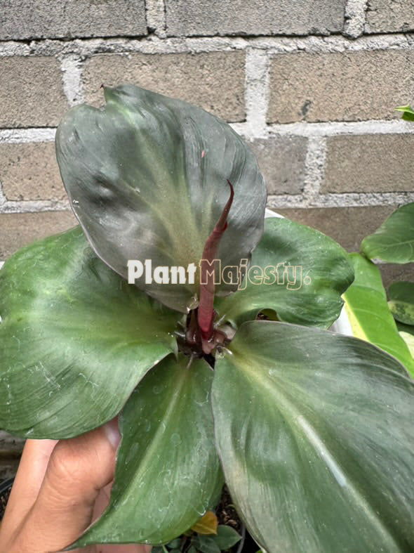 Philodendron Red Heart , live Philodendron Red Heart, live Philodendron Red Heart plants, rare Philodendron Red Heart, rare Philodendron Red Heart live plants, tropical Philodendron Red Heart live plants, wholesale Philodendron Red Heart, outdoor plant, indoor plants, winter plants, summer plants, spring plants, houseplants, rare Philodendron Red Heart live plants, live Philodendron Red Heart rare plants