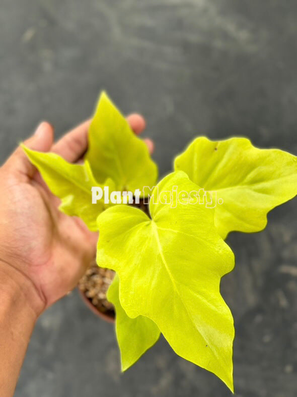 Philodendron Warscewiczii Golden Finger, live Philodendron Warscewiczii Golden Finger, live Philodendron Warscewiczii Golden Finger plants, rare Philodendron Warscewiczii Golden Finger, rare Philodendron Warscewiczii Golden Finger live plants, tropical Philodendron Warscewiczii Golden Finger live plants, wholesale Philodendron Warscewiczii Golden Finger, outdoor plant, indoor plants, winter plants, summer plants, spring plants, houseplants, rare Philodendron Warscewiczii Golden Finger live plants, live Phil