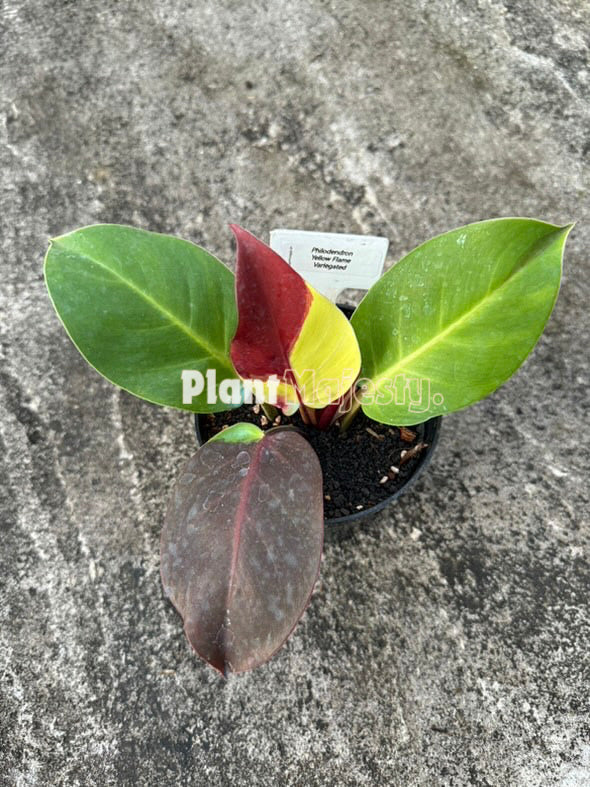 Philodendrn Yellow Flame Variegated, live Philodendrn Yellow Flame Variegated, live Philodendrn Yellow Flame Variegated plants, rare Philodendrn Yellow Flame Variegated, rare Philodendrn Yellow Flame Variegated live plants, tropical Philodendrn Yellow Flame Variegated live plants, wholesale Philodendrn Yellow Flame Variegated, outdoor plant, indoor plants, winter plants, summer plants, spring plants, houseplants, rare Philodendrn Yellow Flame Variegated live plants, live Philodendrn Yellow Flame Variegated