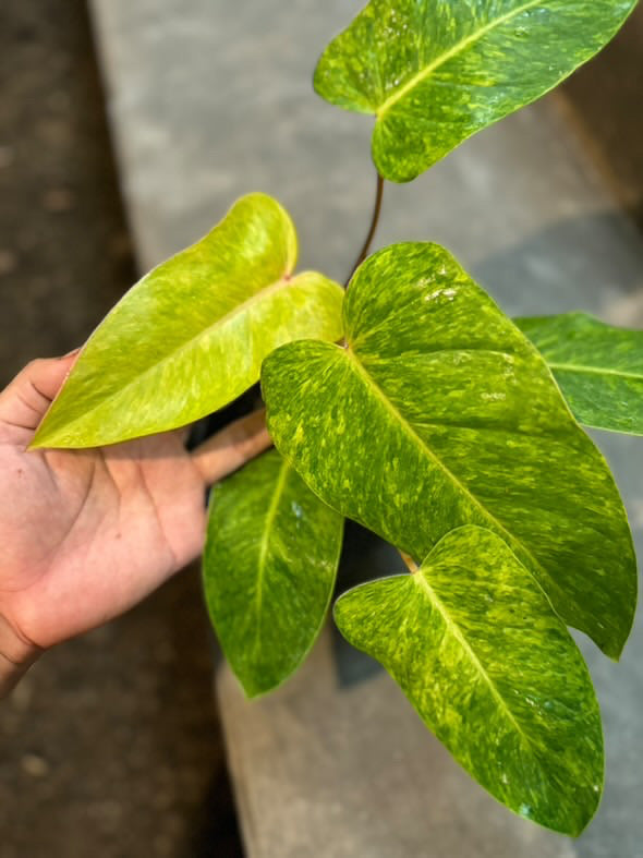 Philodendron Painted Lady