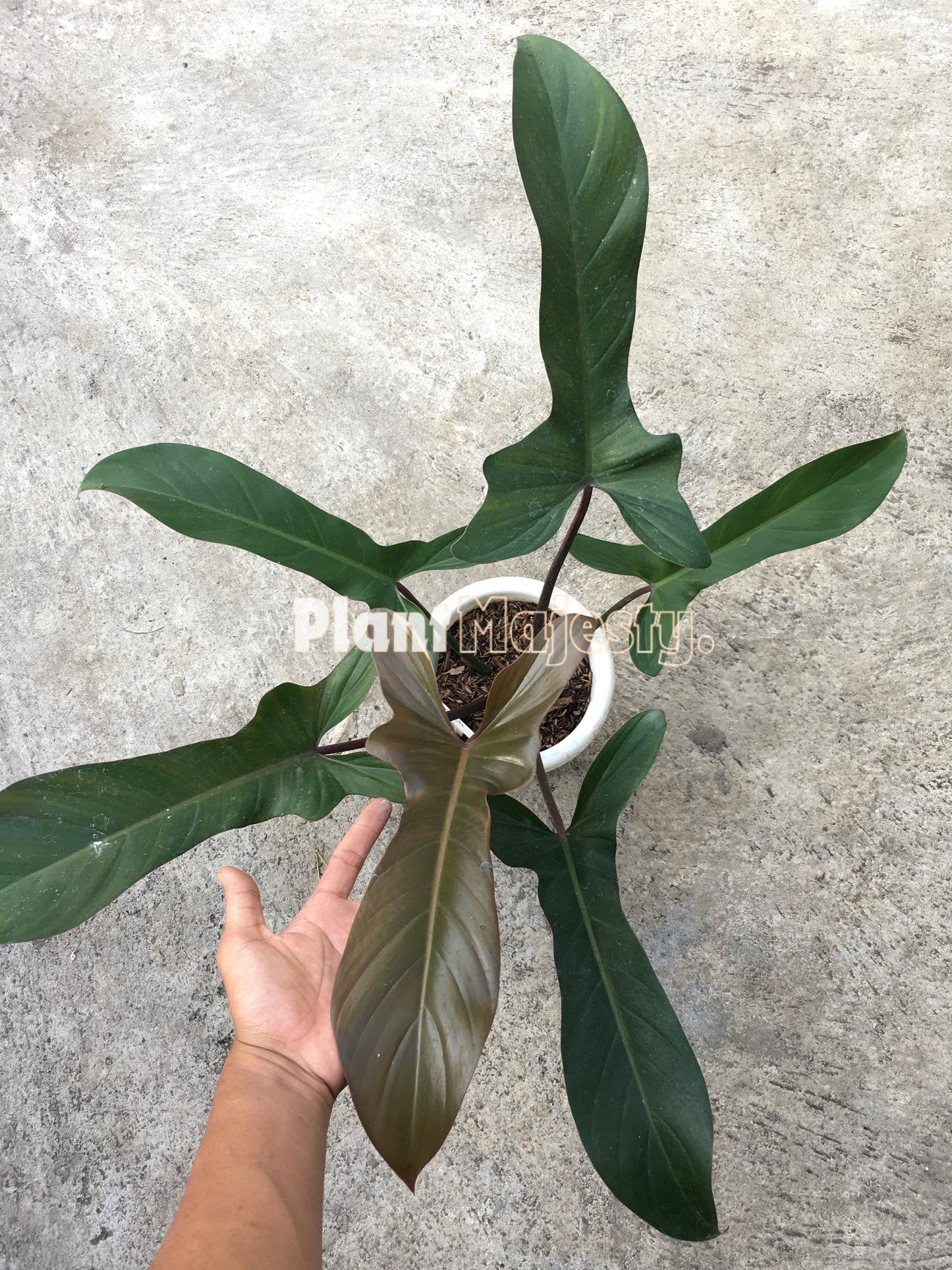 Philodendron Florida Bronze Large
