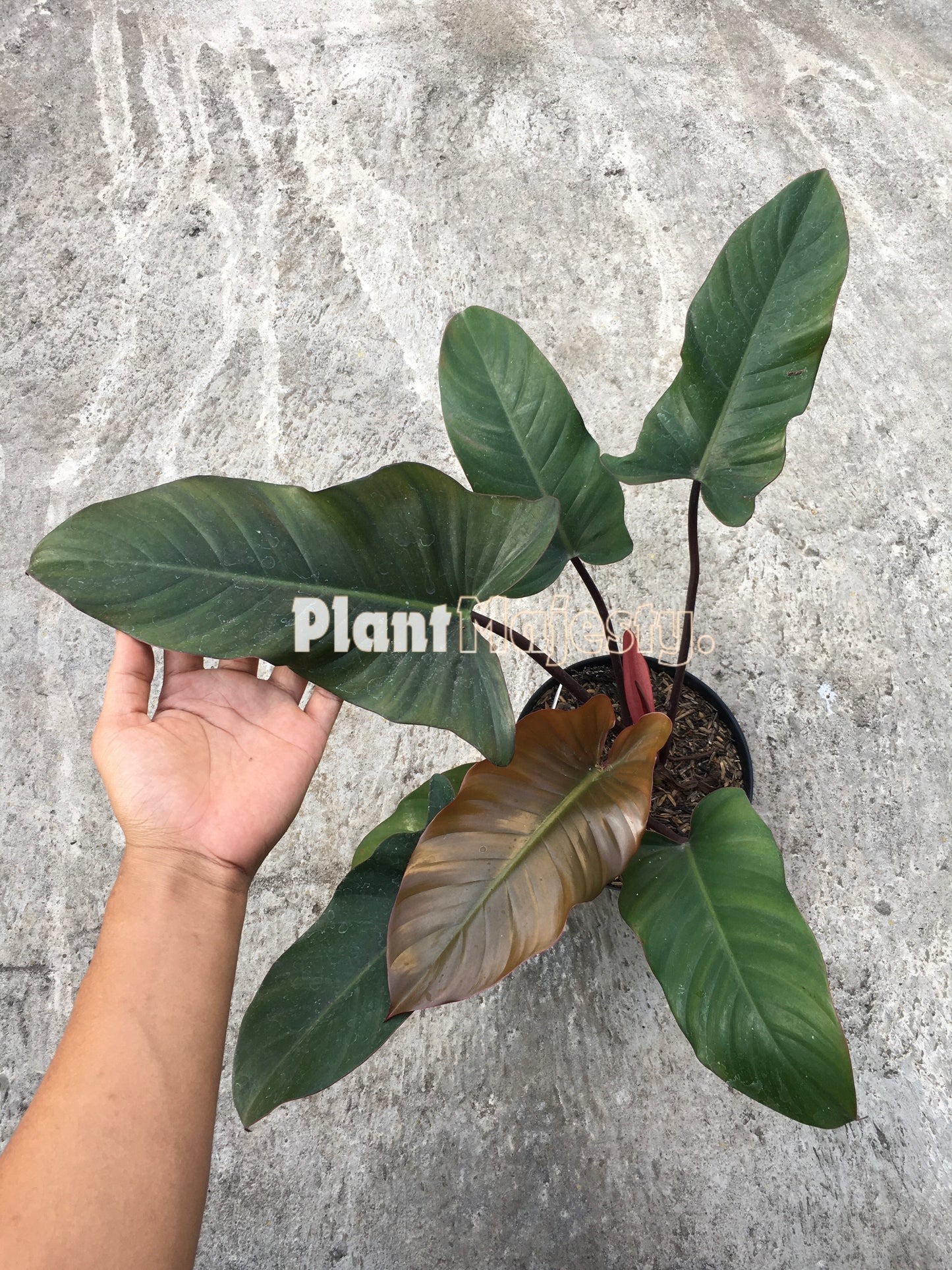 Philodendron Florida Ghost X Philodendron Red Congo