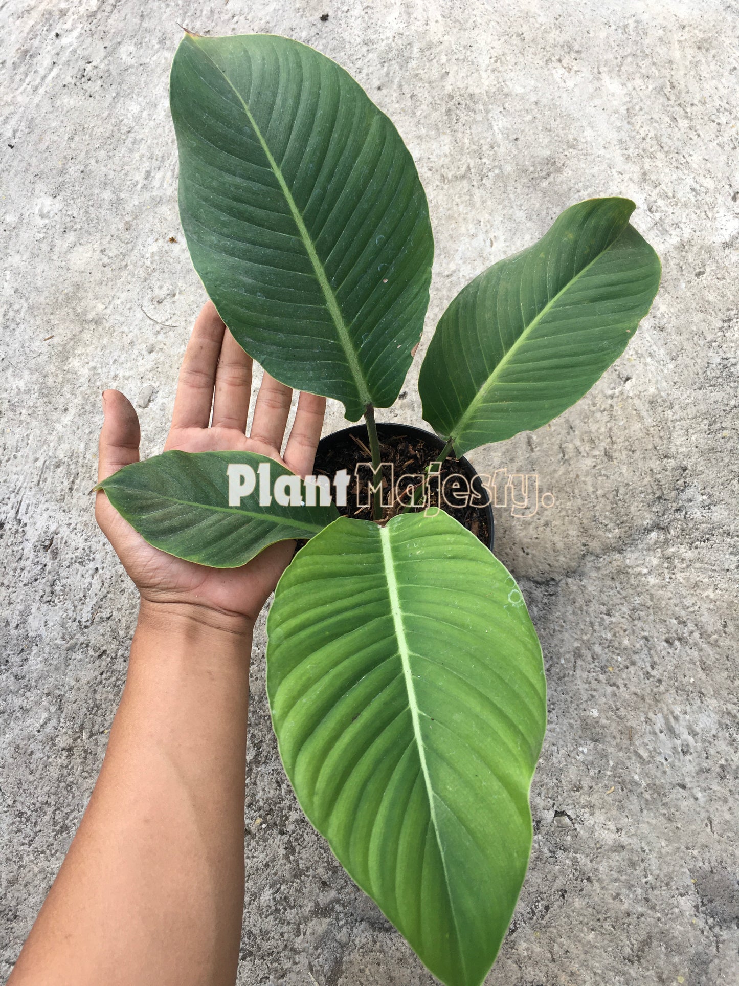 Philodendron Geniculatum