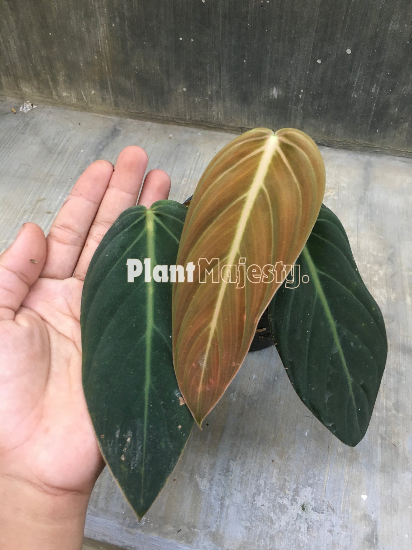 Philodendron Gigas