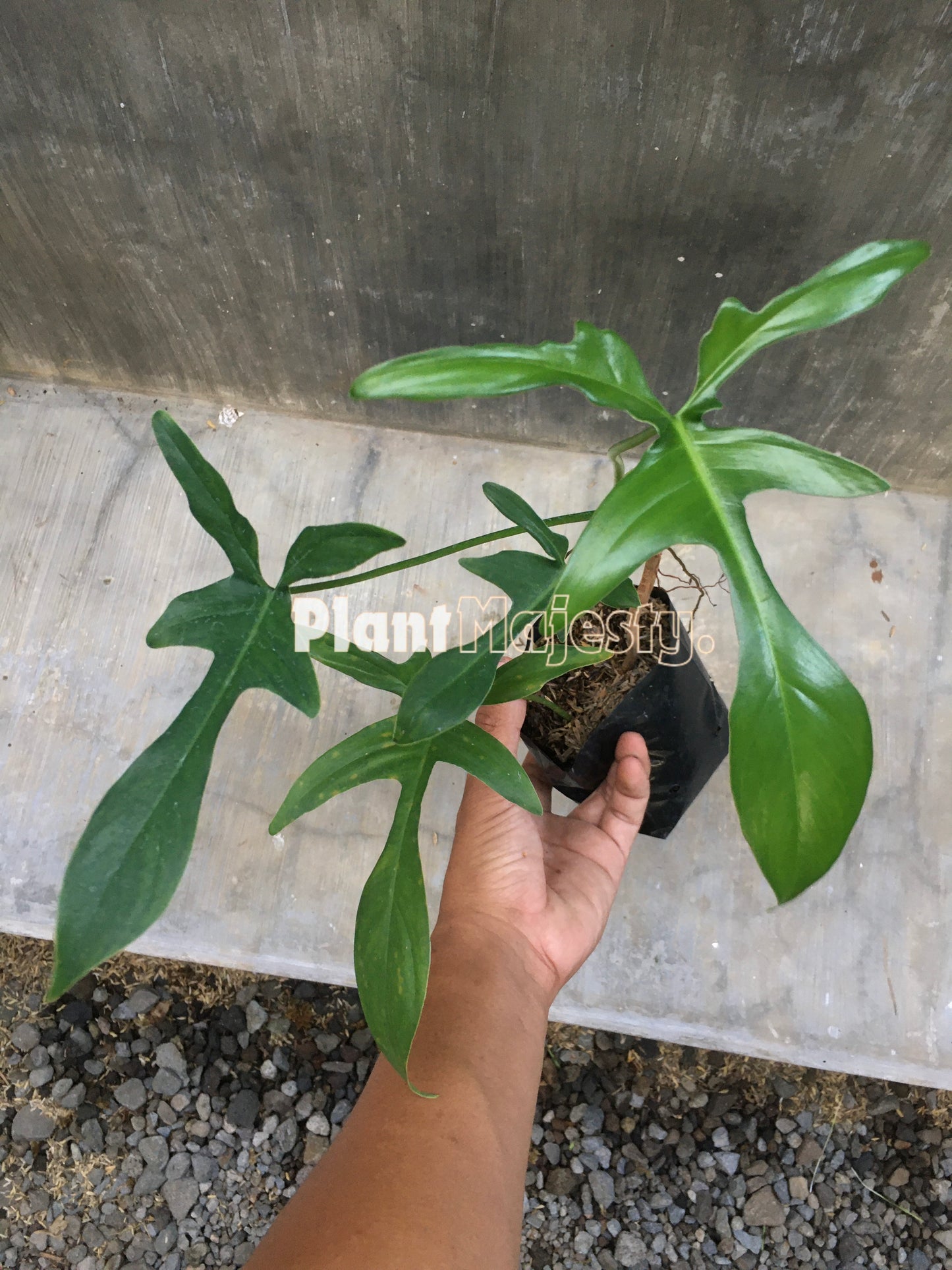 Philodendron Gladhands