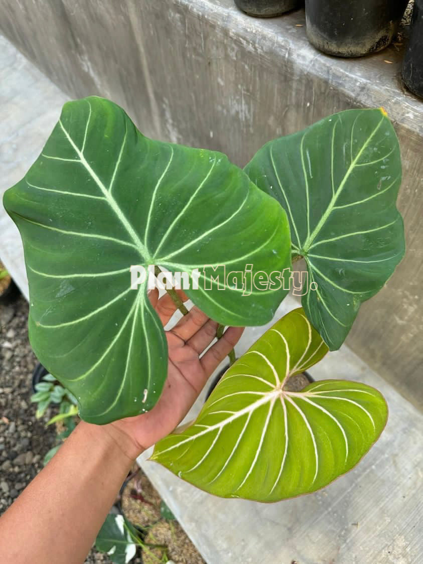 Philodendron Gloriousum Dark Form