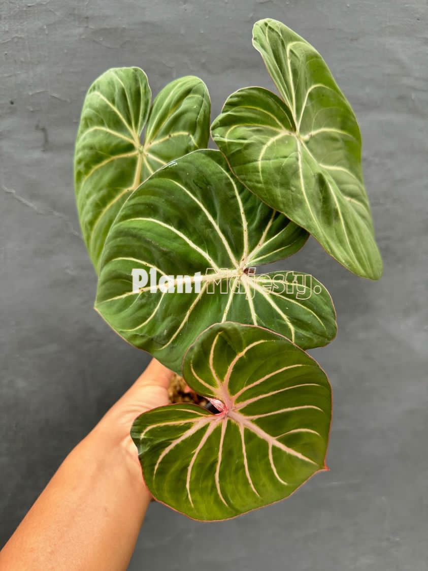Philodendron Gloriousum White Veins