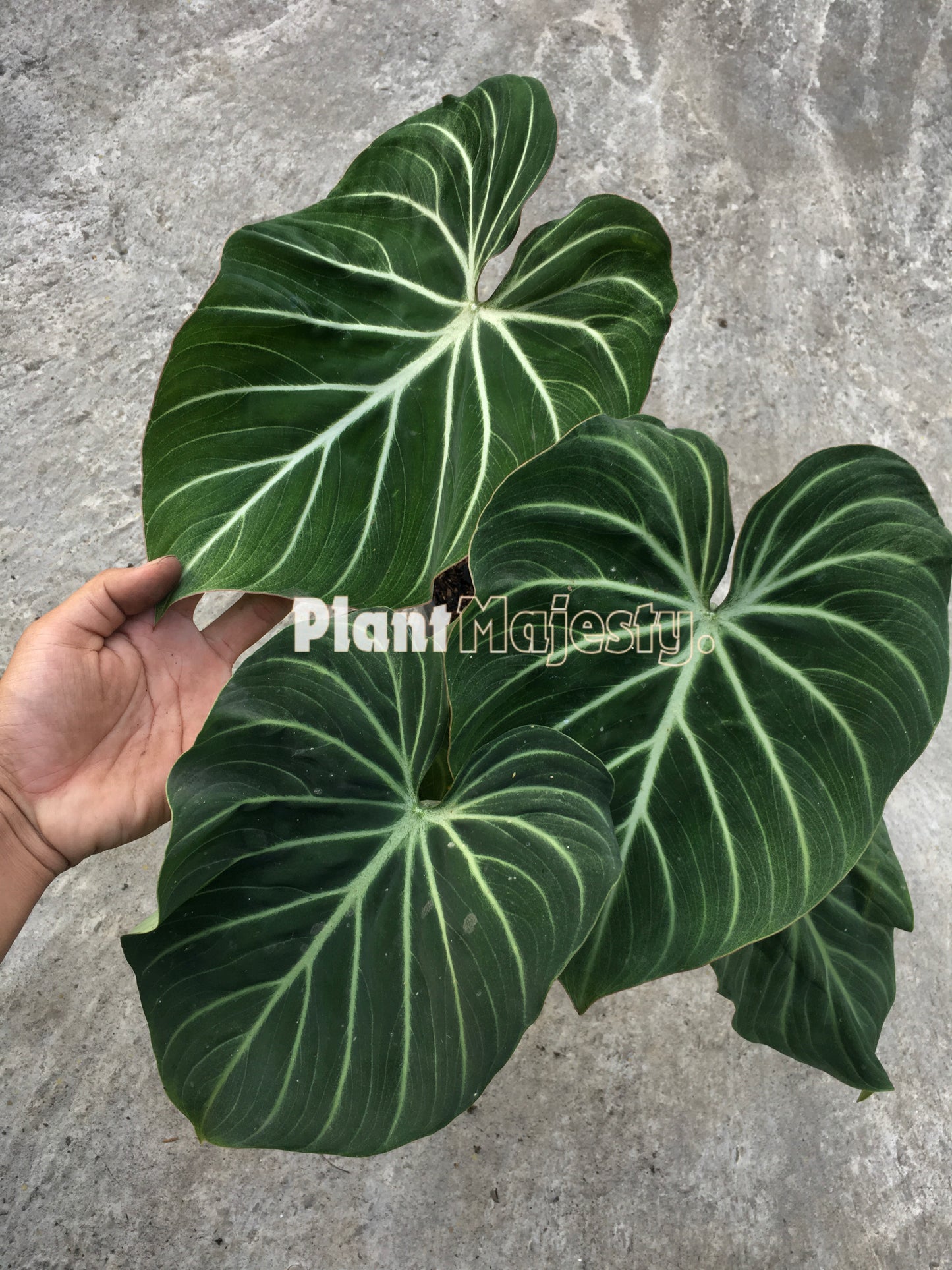 Philodendron Gloriousum Zebra