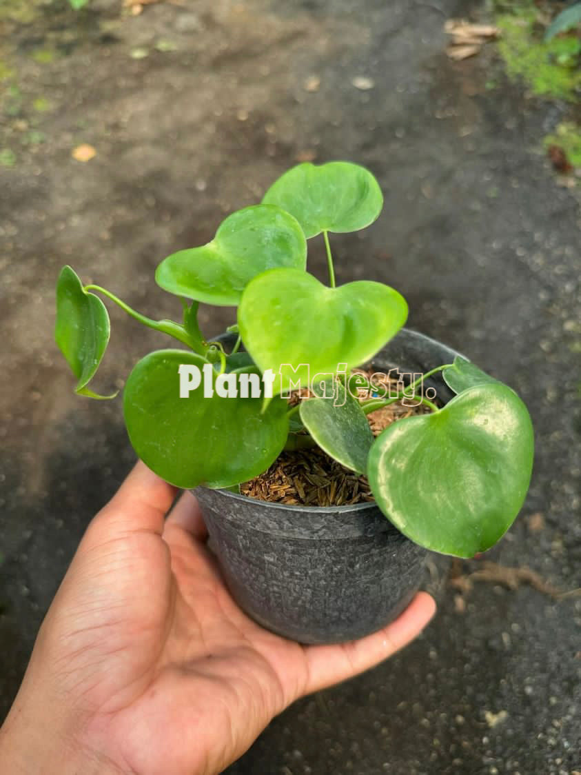 Philodendron Grazielae