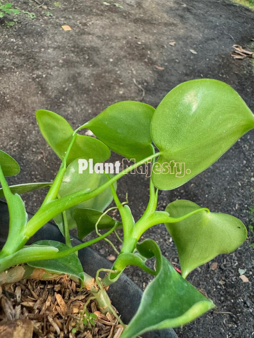 Philodendron Grazielae