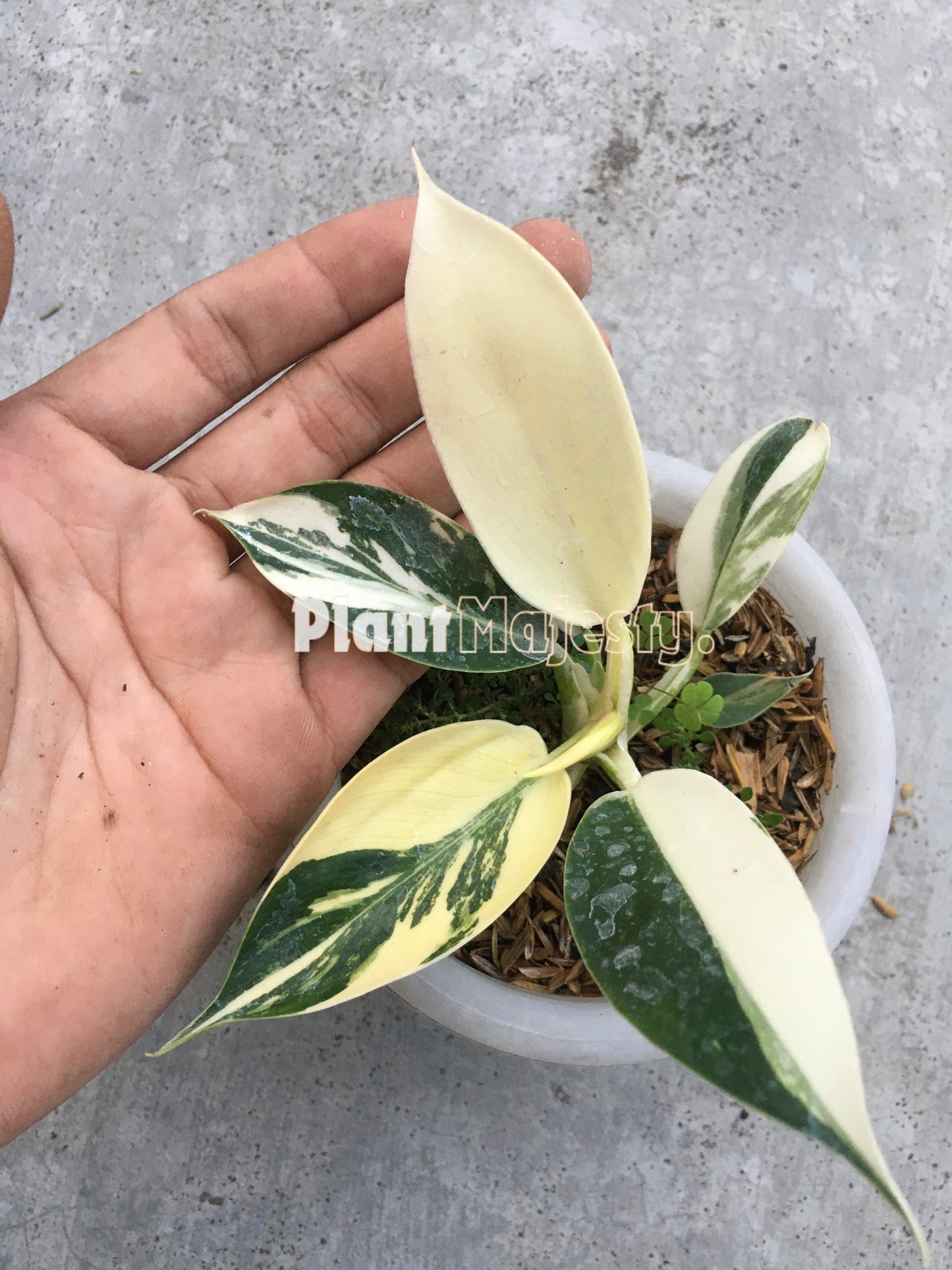 Philodendron Green Congo variegated