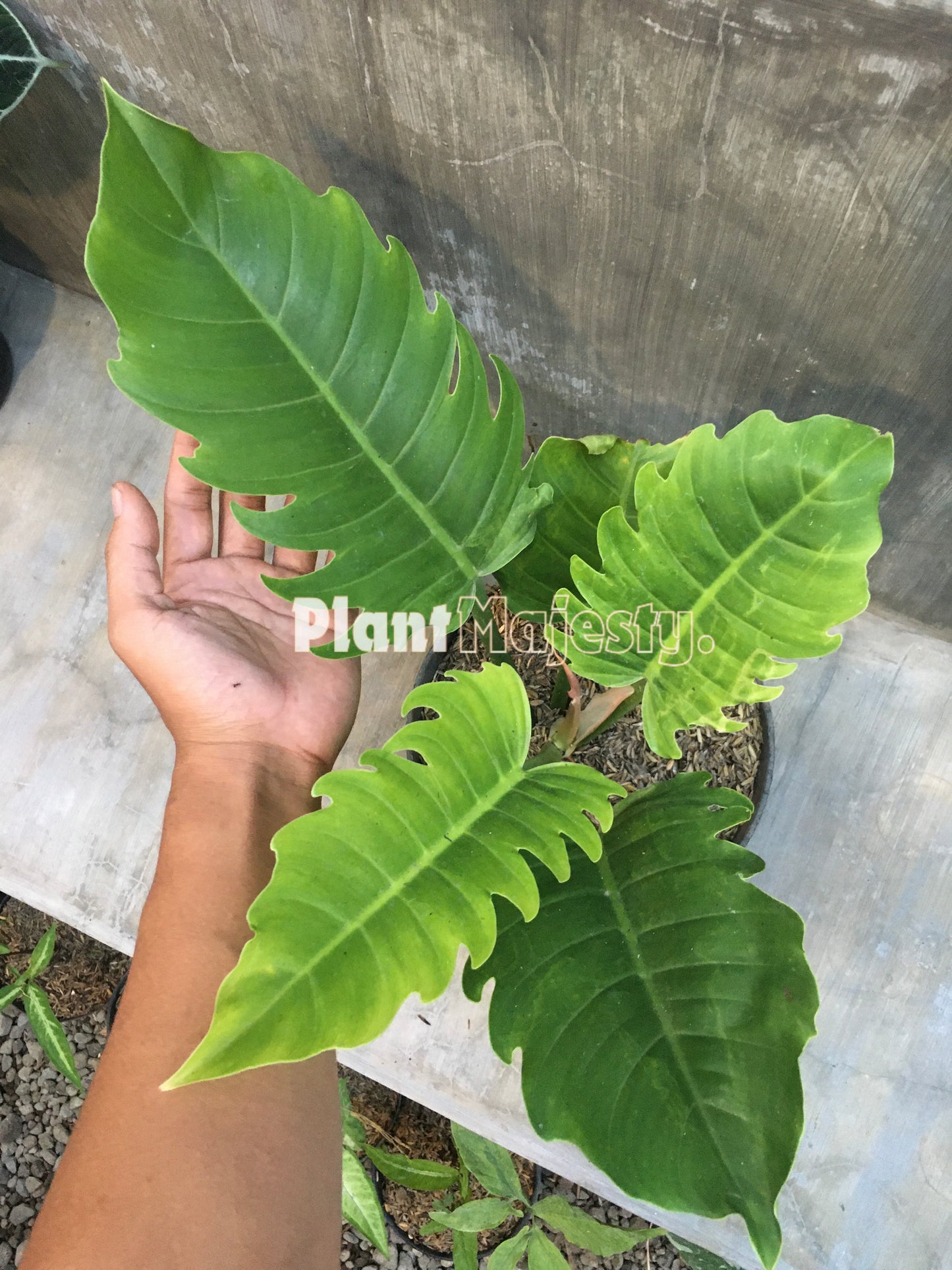 Philodendron Green Saw