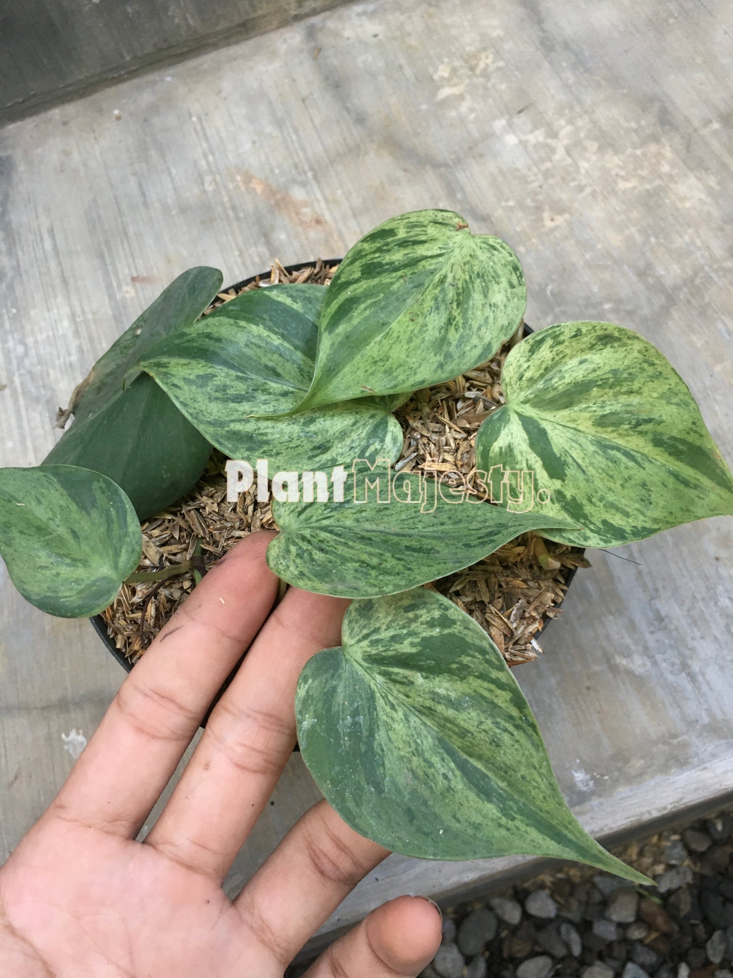 Philodendron Hederaceum Variegated