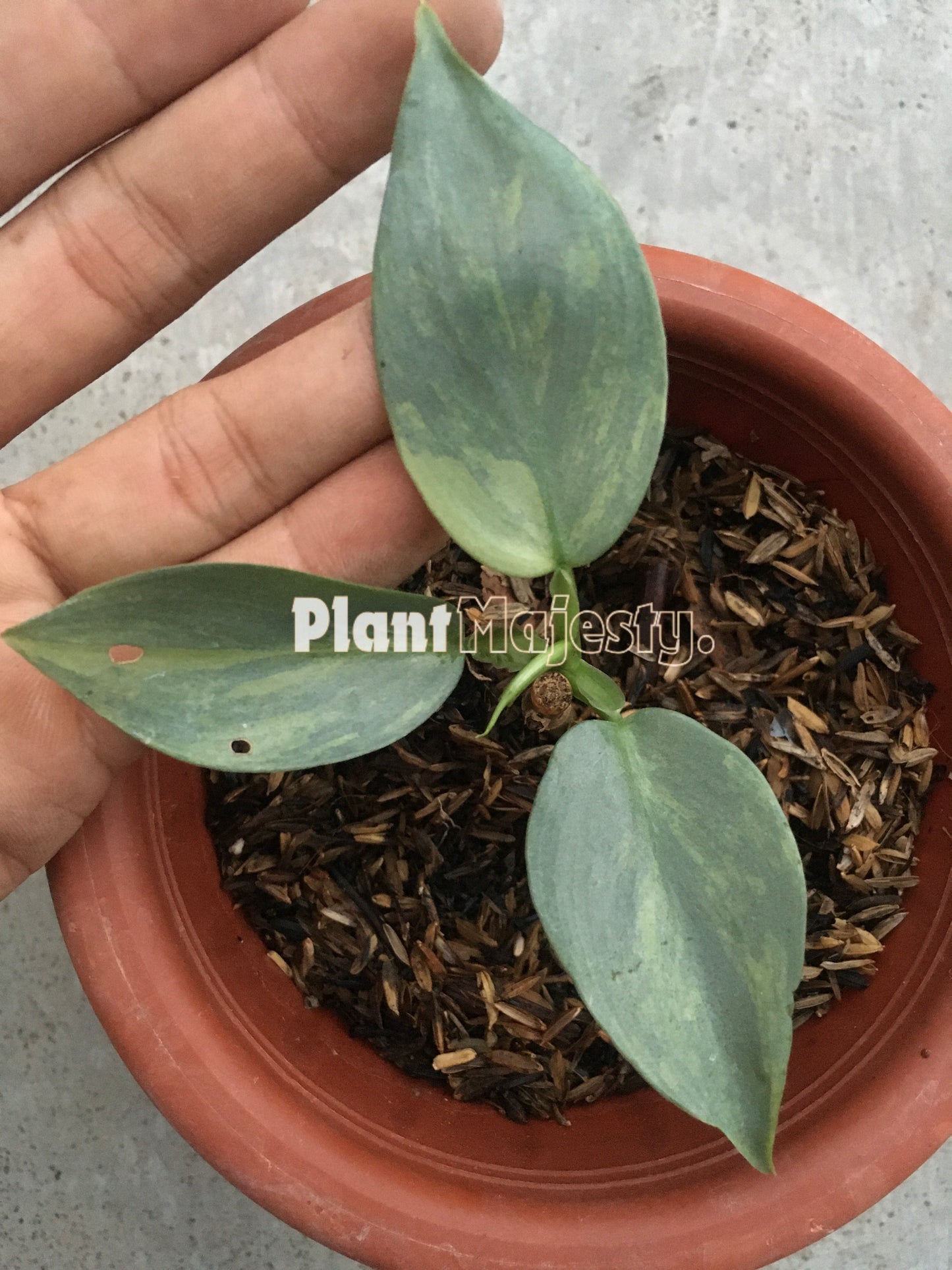 Philodendron Hastatum Silver Sword Variegated