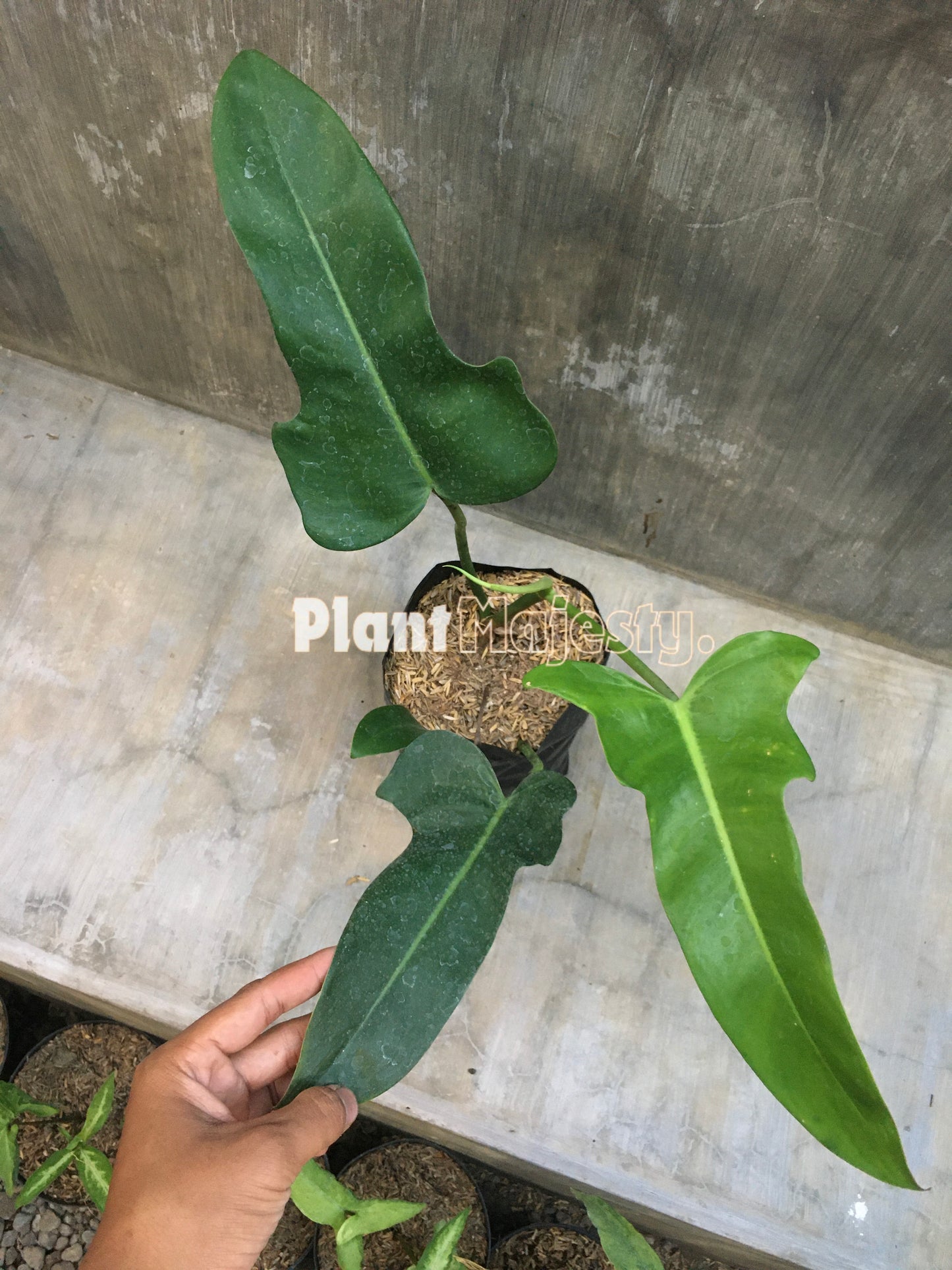 Philodendron Jerry Horne