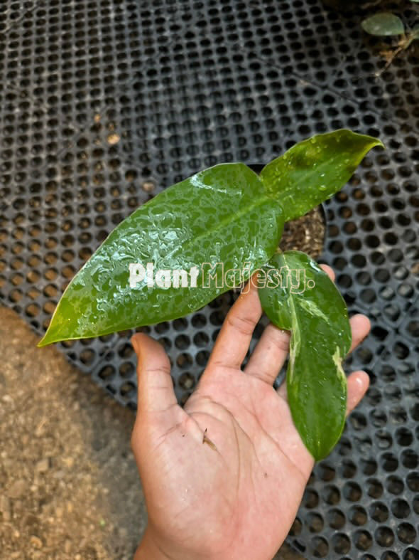 Philodendron Jose Buono X Phlodendron Mayoi Medium