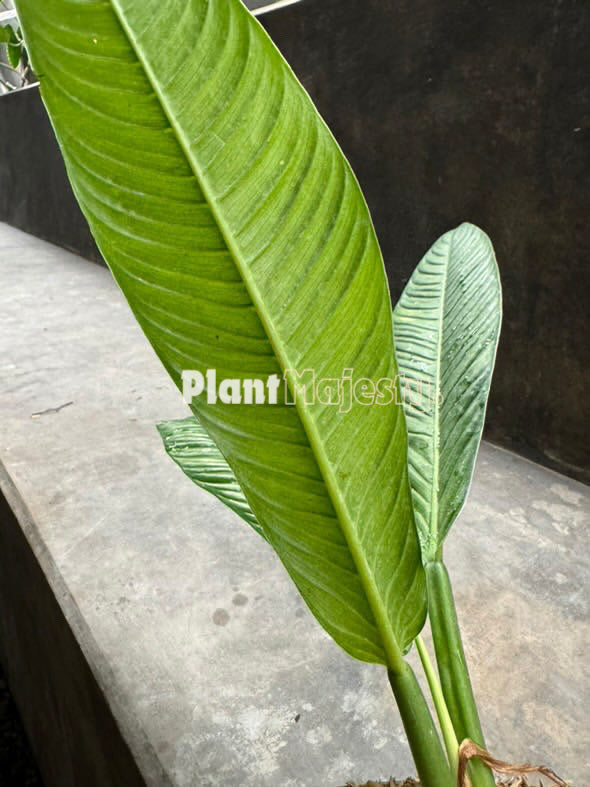 Philodendron Lynette