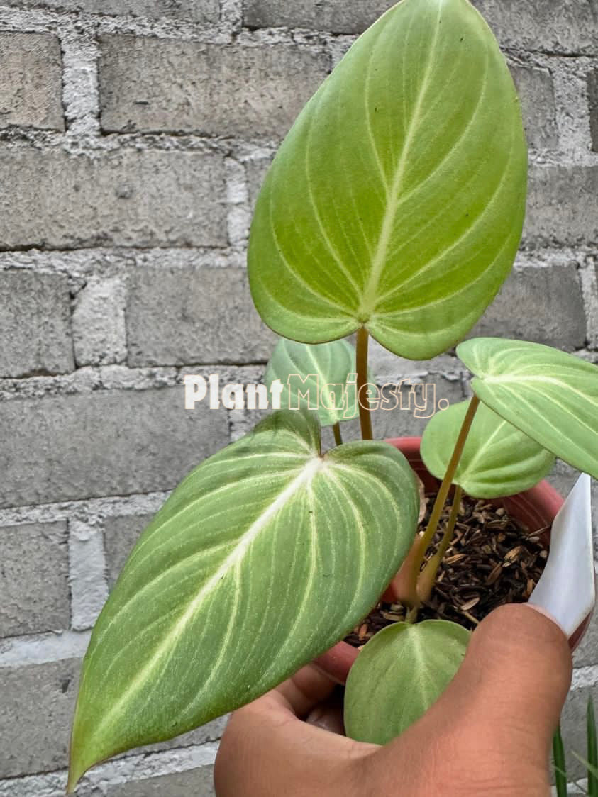 Philodendron McDowel x Philodendron Gloriousum Dark Form